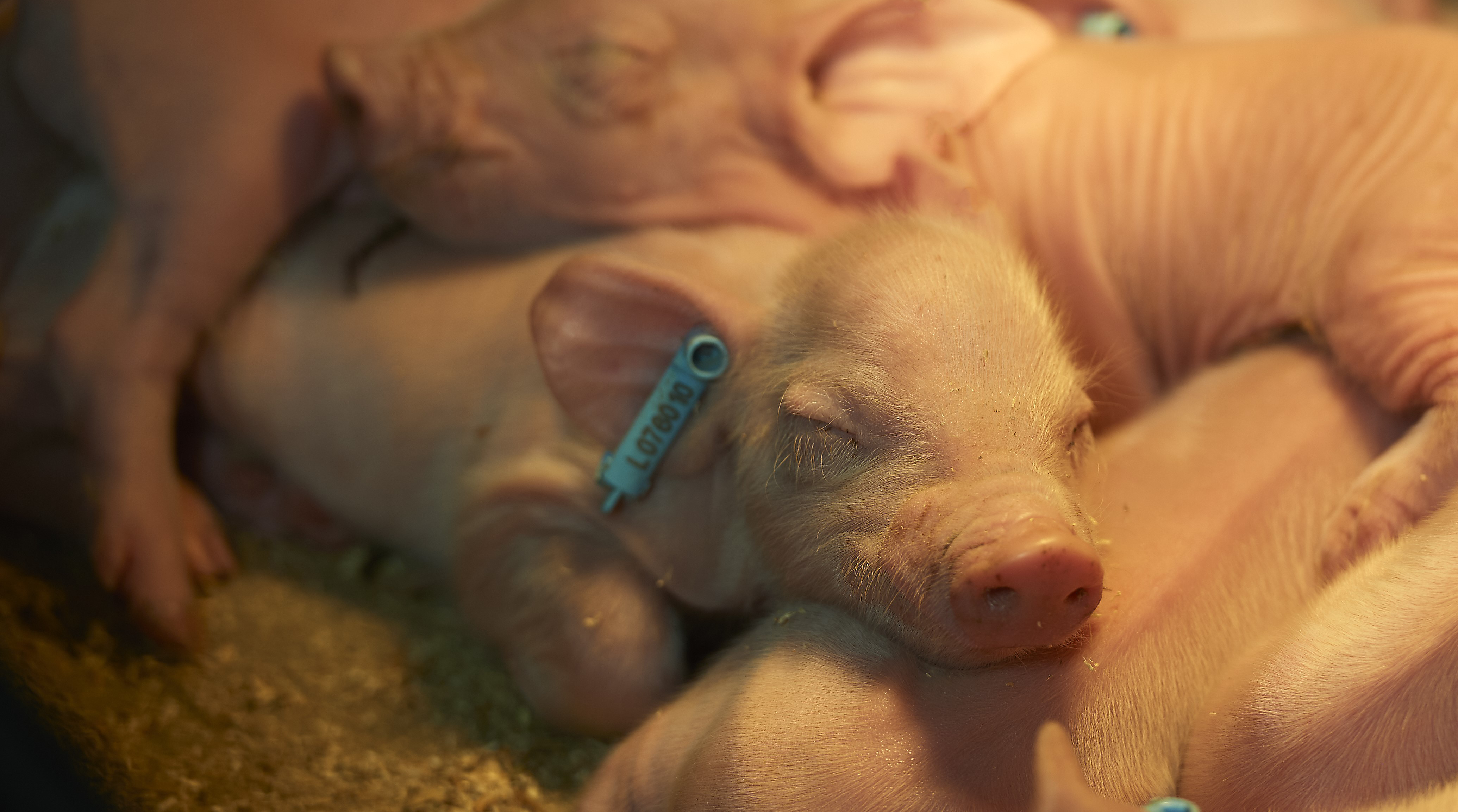 Heat for piglets