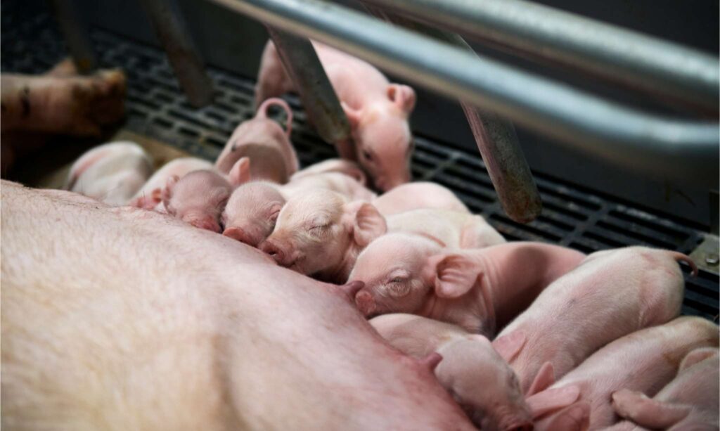 DanBred piglets nursing