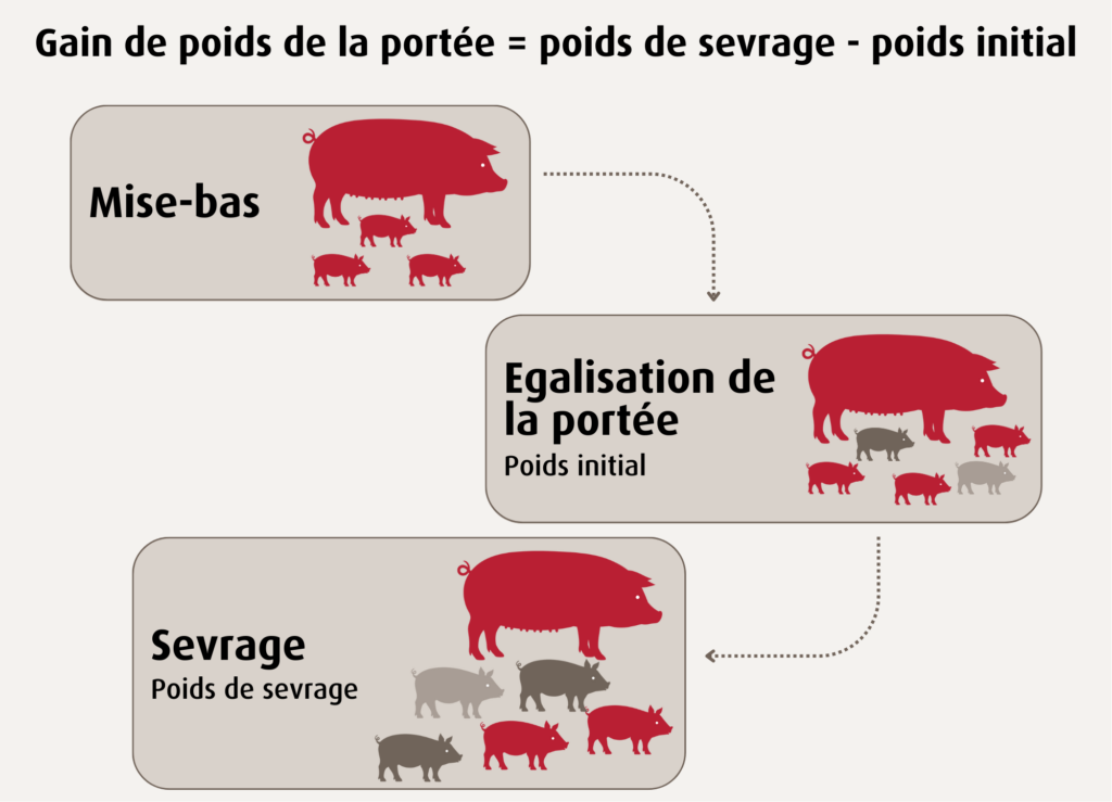Gain de poids de la portée