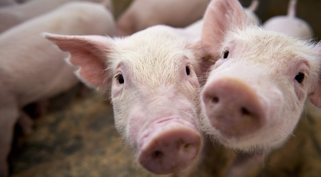 Piglets