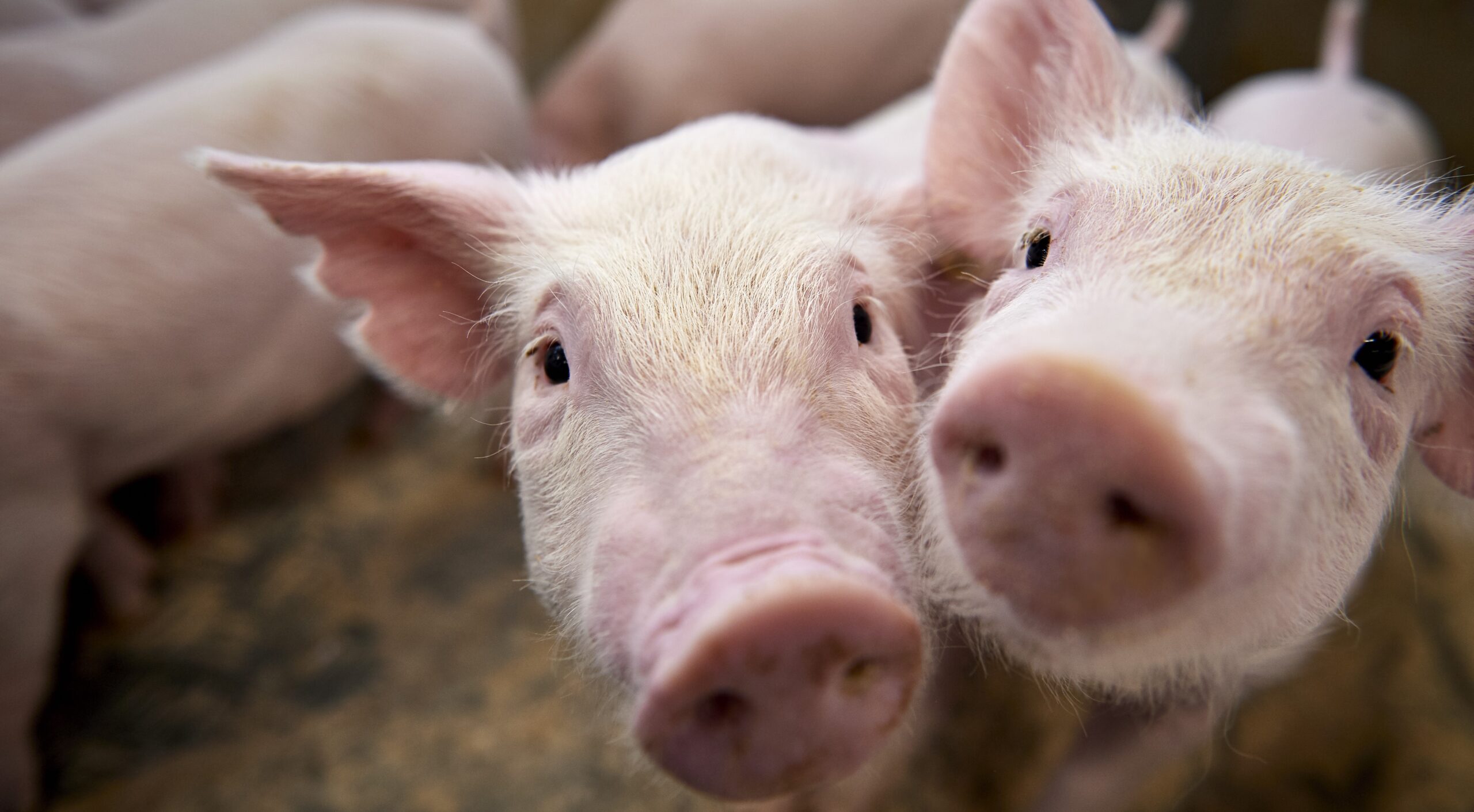 Piglets