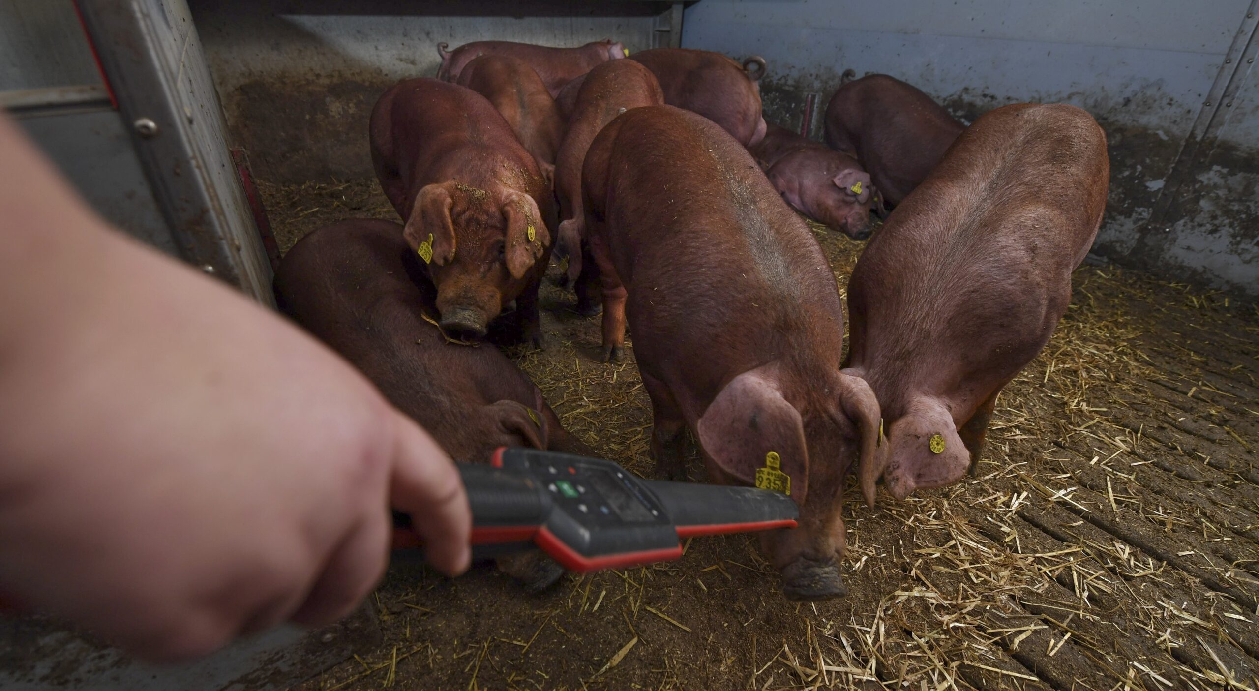 breeding pigs